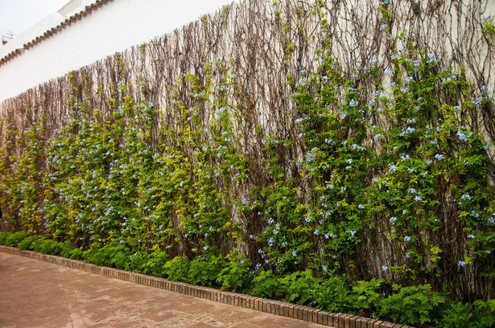 Вертикальное озеленение в ландшафтном дизайне