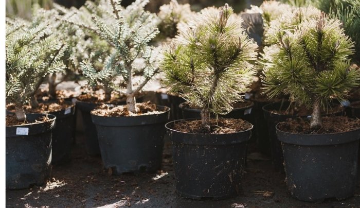 Как сохранить саженцы, купленные зимой, до весны? Советы агрономов питомника