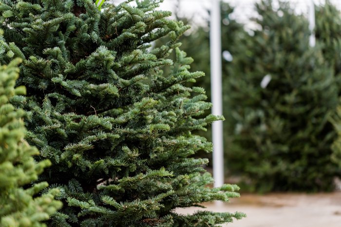 Вредители и болезни ели обыкновенной — как бороться?